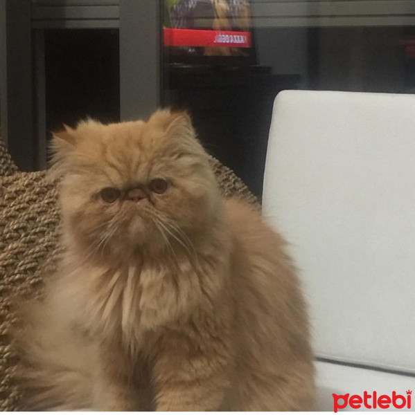 İran Kedisi (Persian), Kedi  Limon fotoğrafı