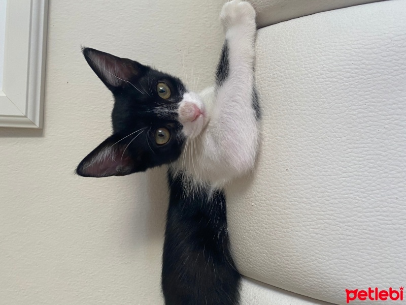 Tuxedo (Smokin) Kedi, Kedi  Balkız fotoğrafı