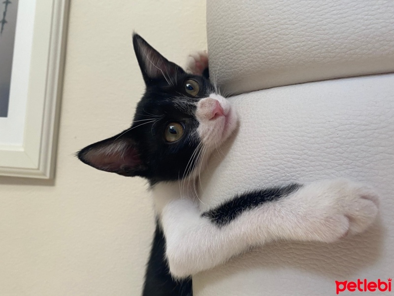 Tuxedo (Smokin) Kedi, Kedi  Balkız fotoğrafı