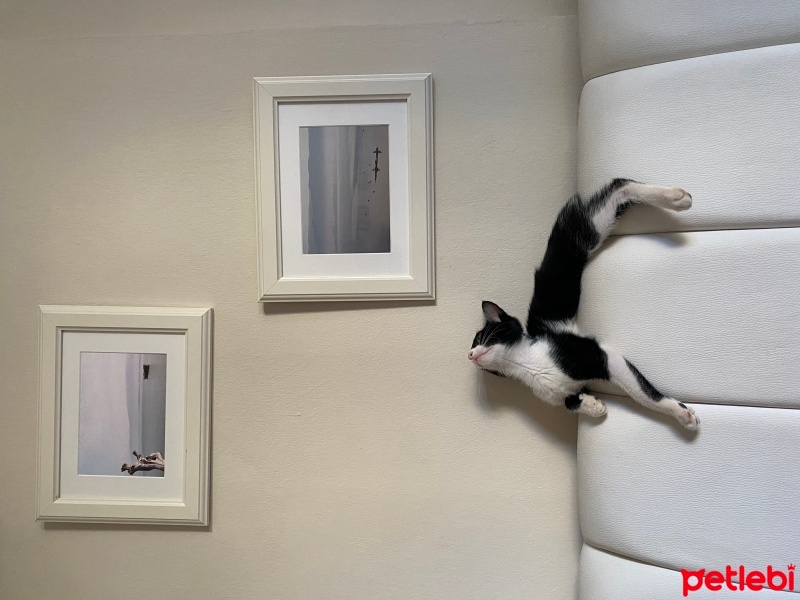 Tuxedo (Smokin) Kedi, Kedi  Balkız fotoğrafı