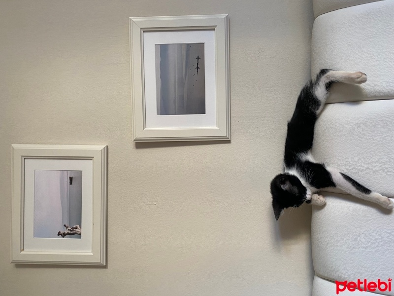 Tuxedo (Smokin) Kedi, Kedi  Balkız fotoğrafı