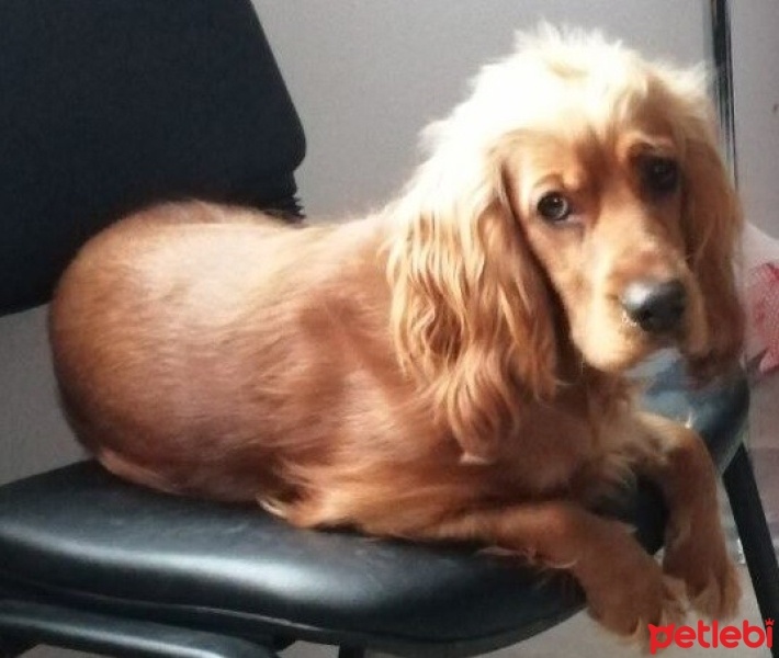 Amerikan Cocker Spaniel, Köpek  Badem fotoğrafı