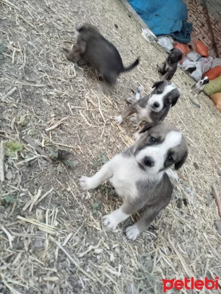Alman Av Terrieri, Köpek  Acil sahiplenilmesi gerek fotoğrafı