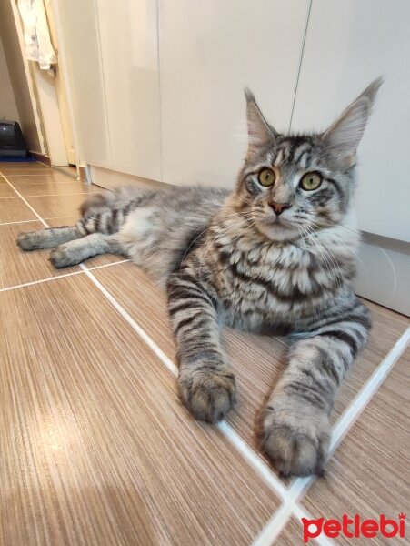 Maine Coon, Kedi  Victor fotoğrafı