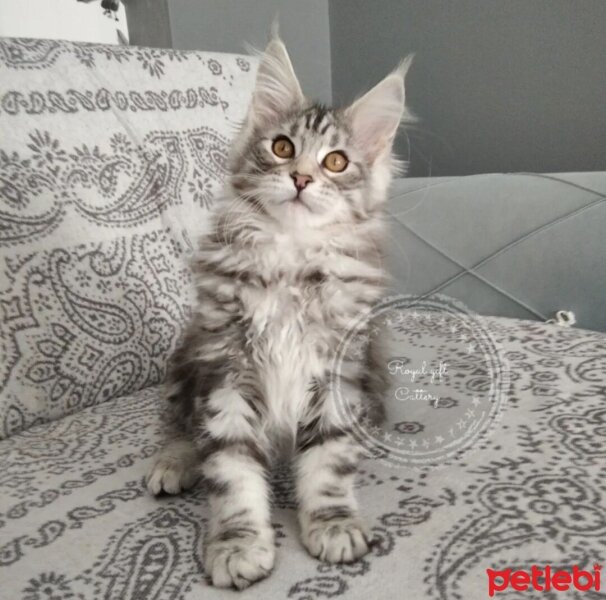 Maine Coon, Kedi  Victor fotoğrafı