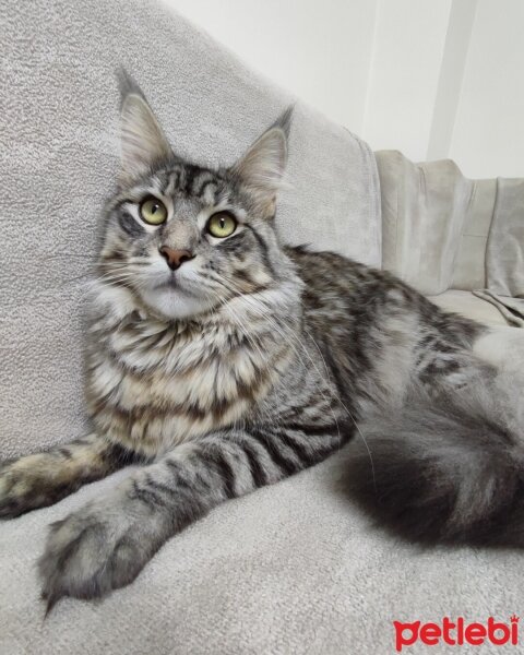 Maine Coon, Kedi  Victor fotoğrafı