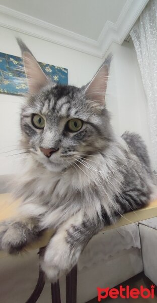 Maine Coon, Kedi  Victor fotoğrafı