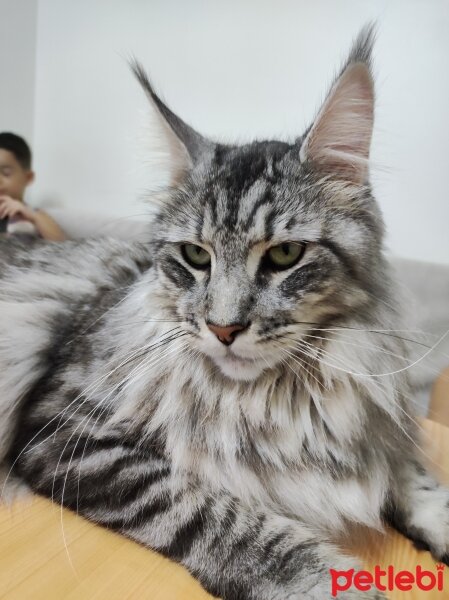 Maine Coon, Kedi  Victor fotoğrafı