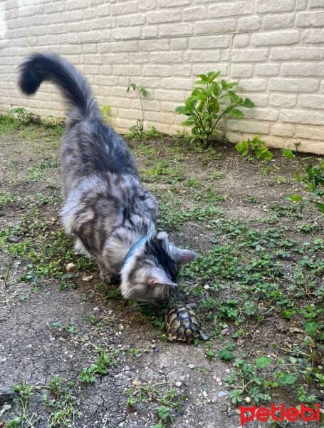 Maine Coon, Kedi  Victor fotoğrafı