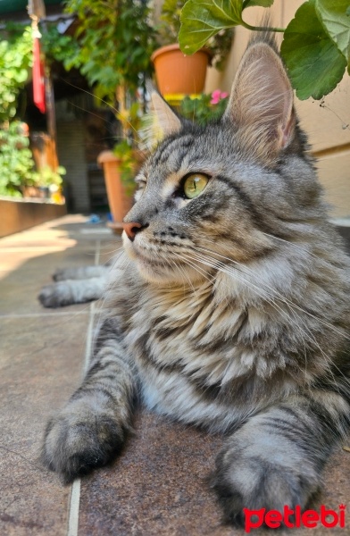 Maine Coon, Kedi  Victor fotoğrafı