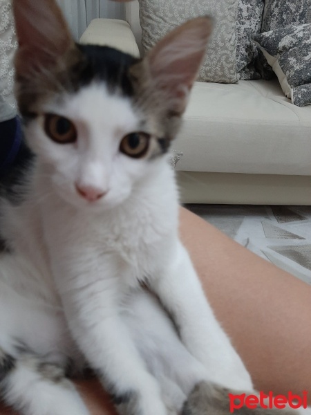 Tekir Kedi, Kedi  Çakıl fotoğrafı