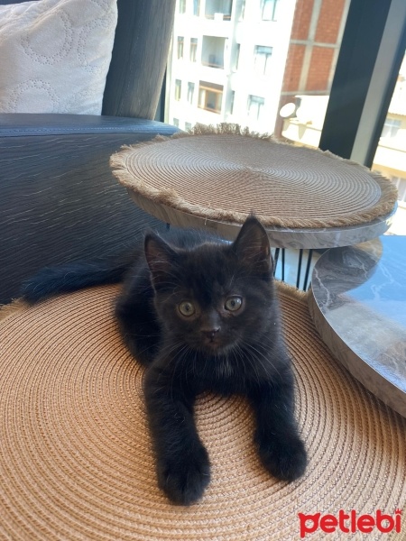 Scottish Fold, Kedi  ZEYTİN fotoğrafı