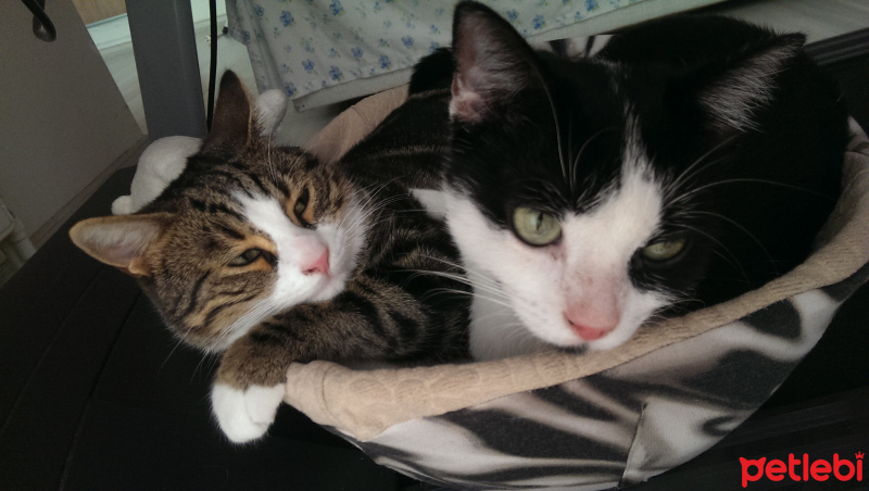 Tekir Kedi, Kedi  Juliet fotoğrafı
