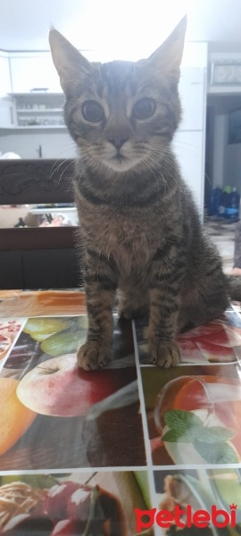 Tekir Kedi, Kedi  Limon fotoğrafı