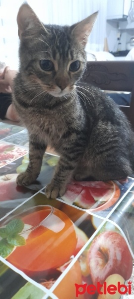 Tekir Kedi, Kedi  Limon fotoğrafı