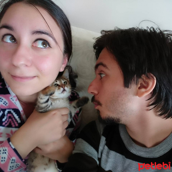 Tekir Kedi, Kedi  Sefil fotoğrafı