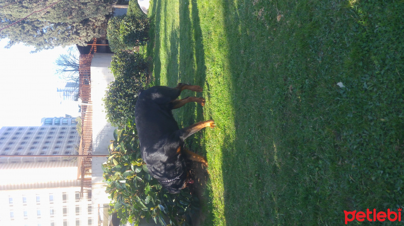 Rottweiler, Köpek  Pars fotoğrafı