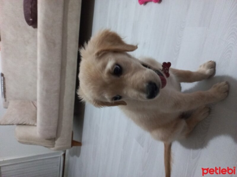 Golden Retriever, Köpek  Linda fotoğrafı