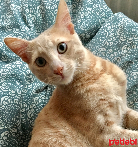 Tekir Kedi, Kedi  Şans fotoğrafı