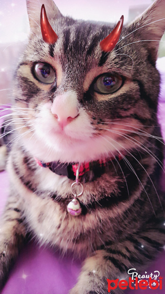 Tekir Kedi, Kedi  ISPANAK fotoğrafı