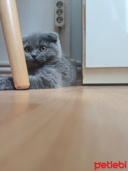 Scottish Fold, Kedi  Mışıltı fotoğrafı