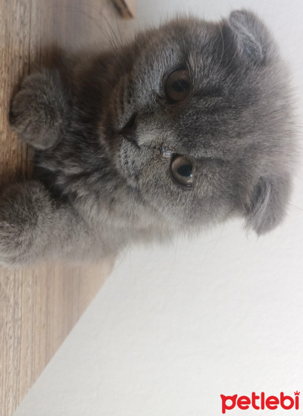 Scottish Fold, Kedi  Mışıltı fotoğrafı