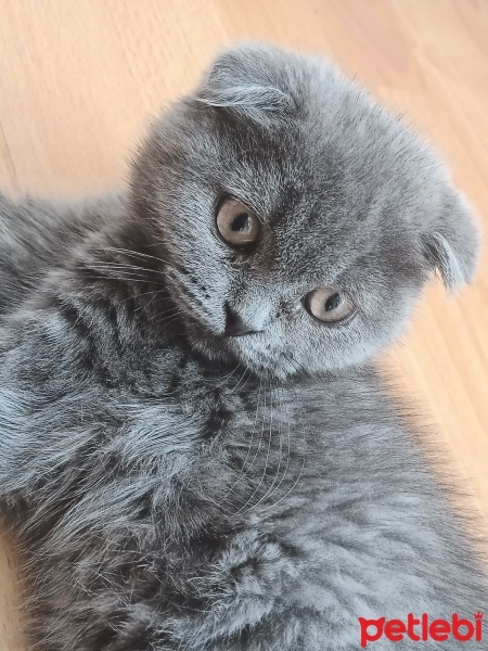 Scottish Fold, Kedi  Mışıltı fotoğrafı