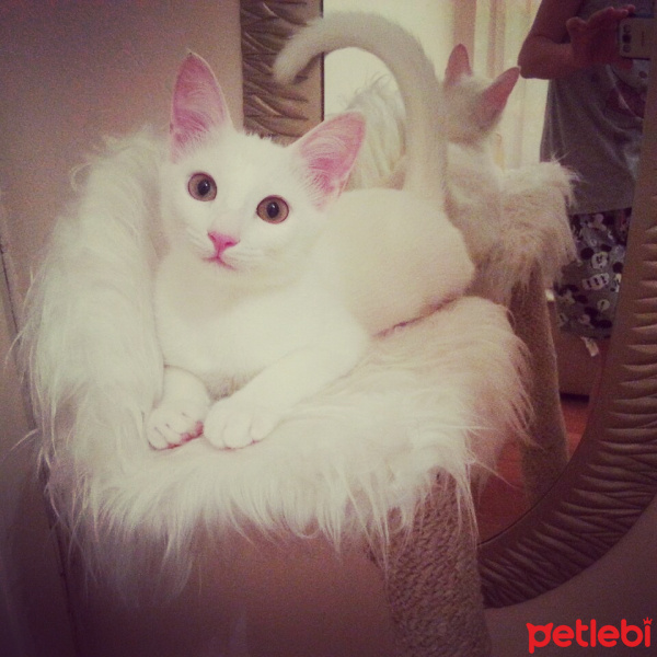 Tekir Kedi, Kedi  pamuk fotoğrafı