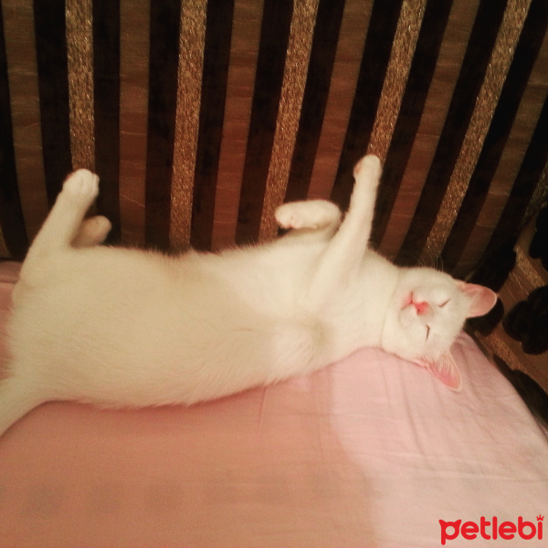 Tekir Kedi, Kedi  pamuk fotoğrafı