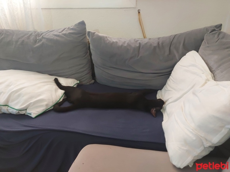 Sarman, Kedi  Gece fotoğrafı