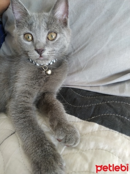 British Shorthair, Kedi  Zeytin fotoğrafı