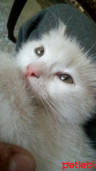 İran Kedisi (Persian), Kedi  Mai Felis  fotoğrafı