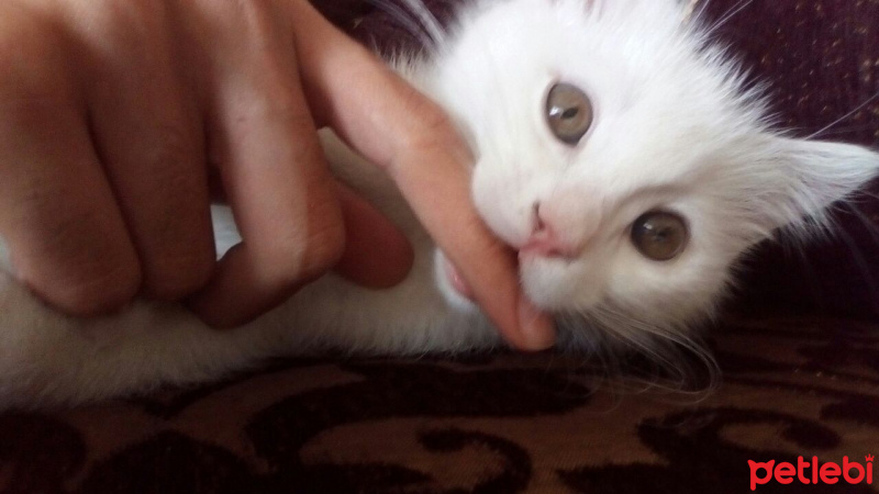 İran Kedisi (Persian), Kedi  Mai Felis  fotoğrafı