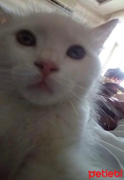 İran Kedisi (Persian), Kedi  Mai Felis  fotoğrafı