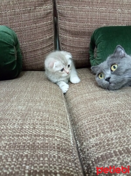 Scottish Fold, Kedi  Mia fotoğrafı