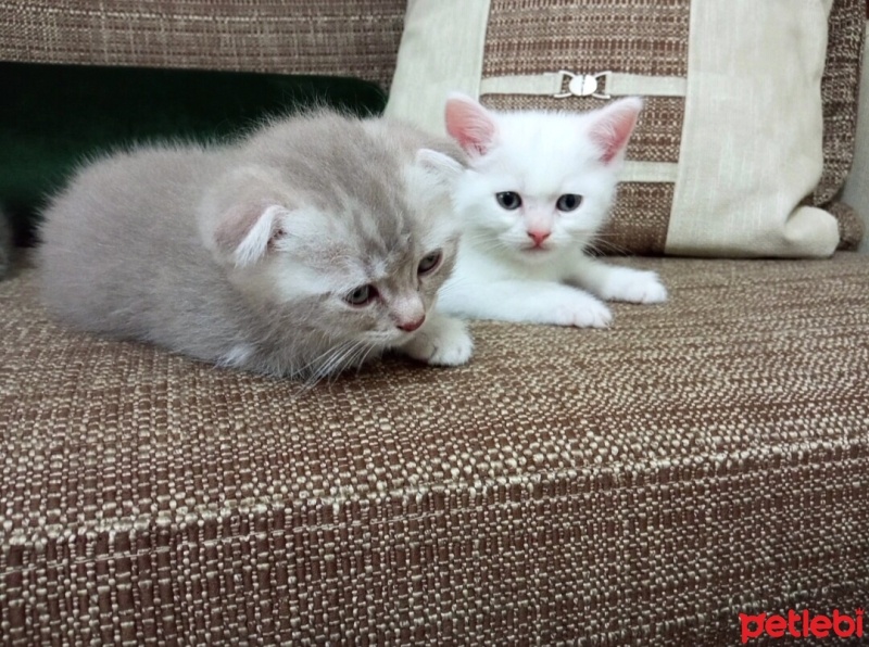 Scottish Fold, Kedi  Mia fotoğrafı