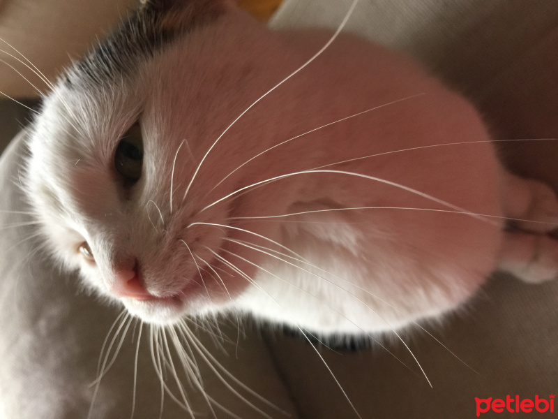 Tekir Kedi, Kedi  Pinki fotoğrafı