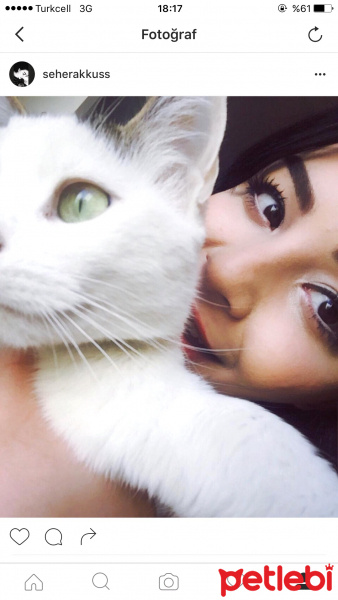 Tekir Kedi, Kedi  Pinki fotoğrafı