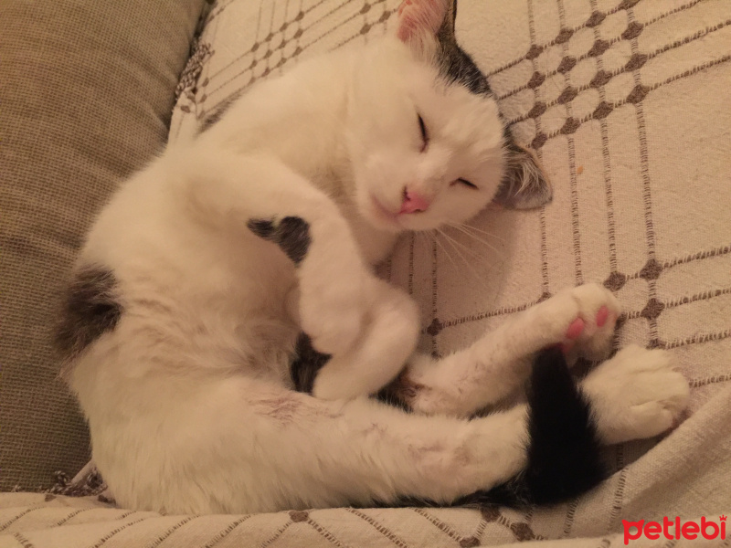 Tekir Kedi, Kedi  Pinki fotoğrafı