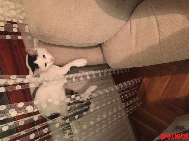 Tekir Kedi, Kedi  Pinki fotoğrafı