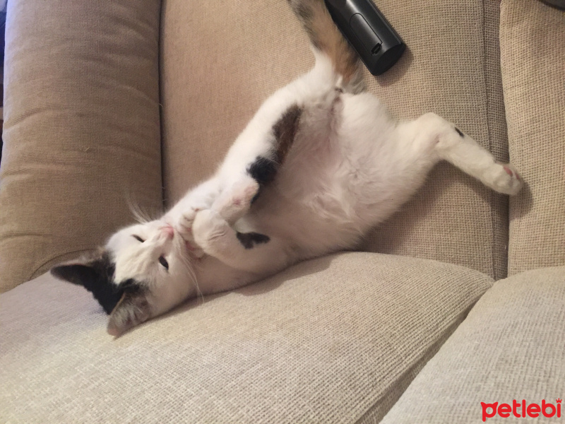 Tekir Kedi, Kedi  Pinki fotoğrafı