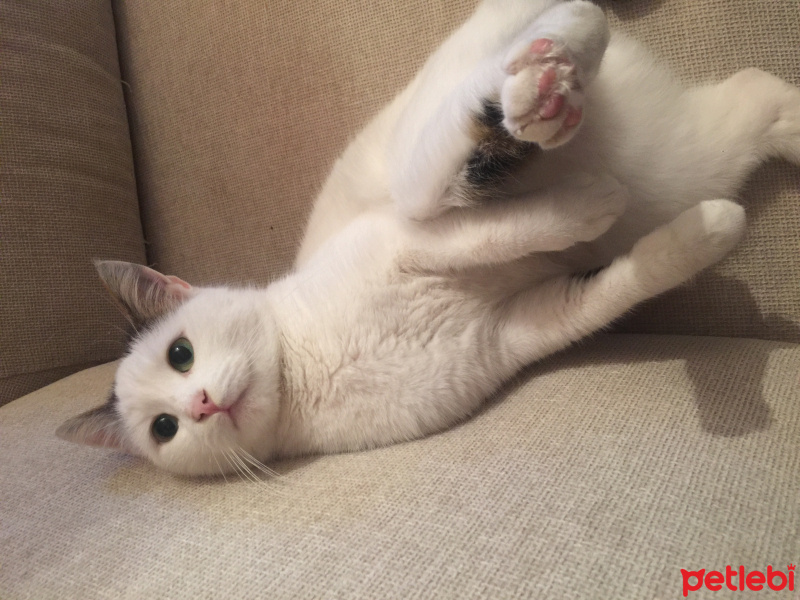 Tekir Kedi, Kedi  Pinki fotoğrafı