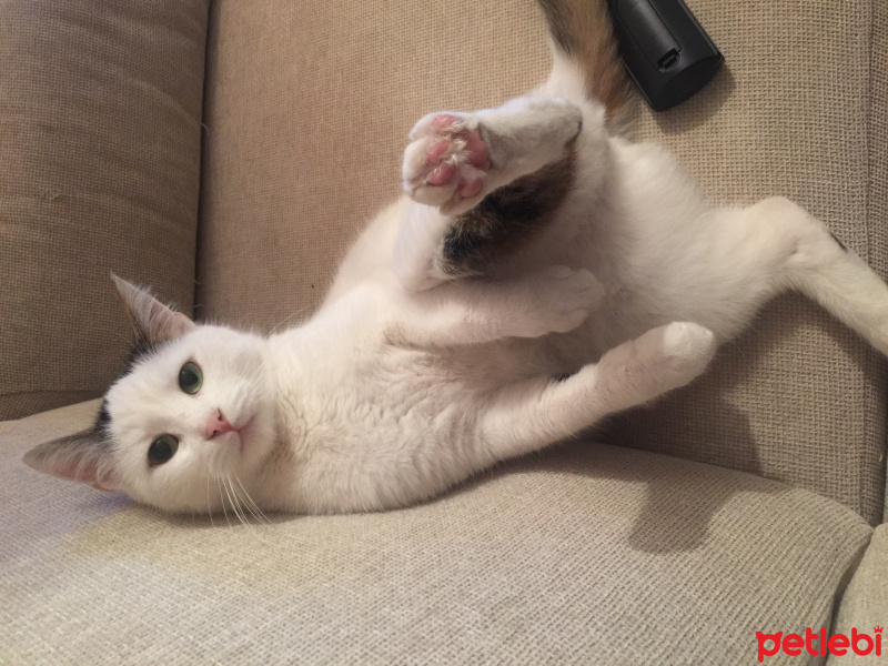 Tekir Kedi, Kedi  Pinki fotoğrafı