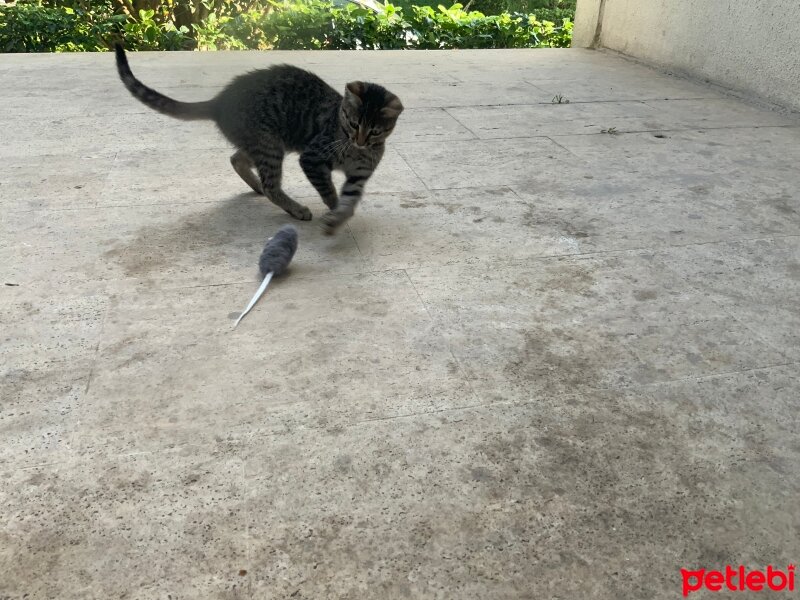 Tekir Kedi, Kedi  Sırtlan fotoğrafı