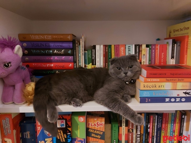 Scottish Fold, Kedi  Sisu fotoğrafı
