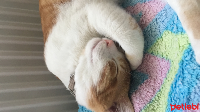 Tekir Kedi, Kedi  Whisky fotoğrafı