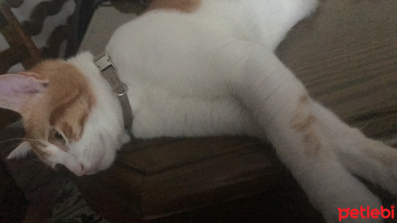 Tekir Kedi, Kedi  Whisky fotoğrafı