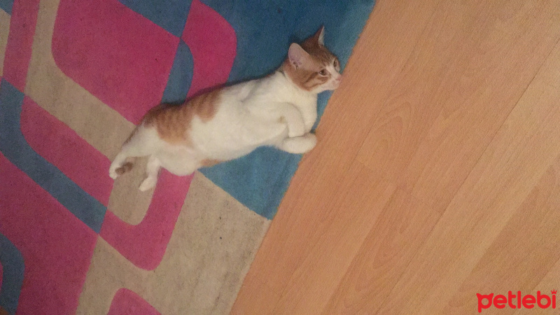 Tekir Kedi, Kedi  Whisky fotoğrafı