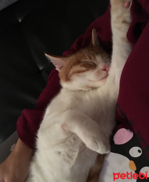 Tekir Kedi, Kedi  Whisky fotoğrafı