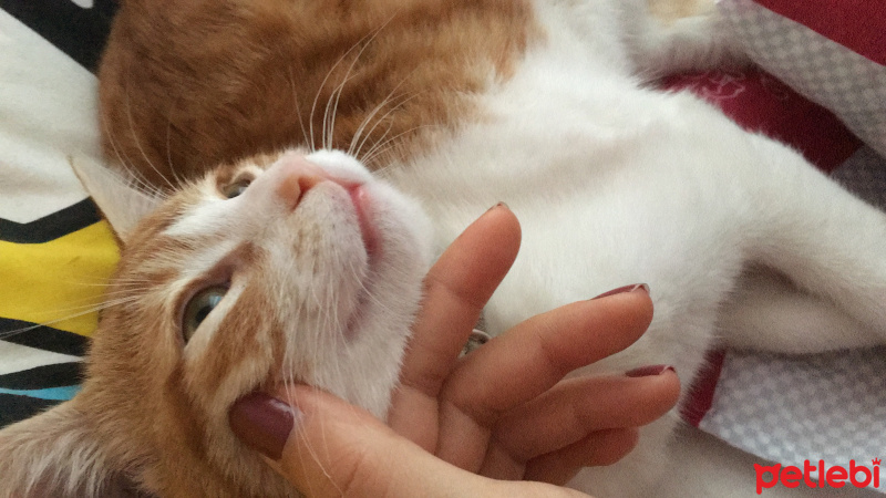 Tekir Kedi, Kedi  Whisky fotoğrafı